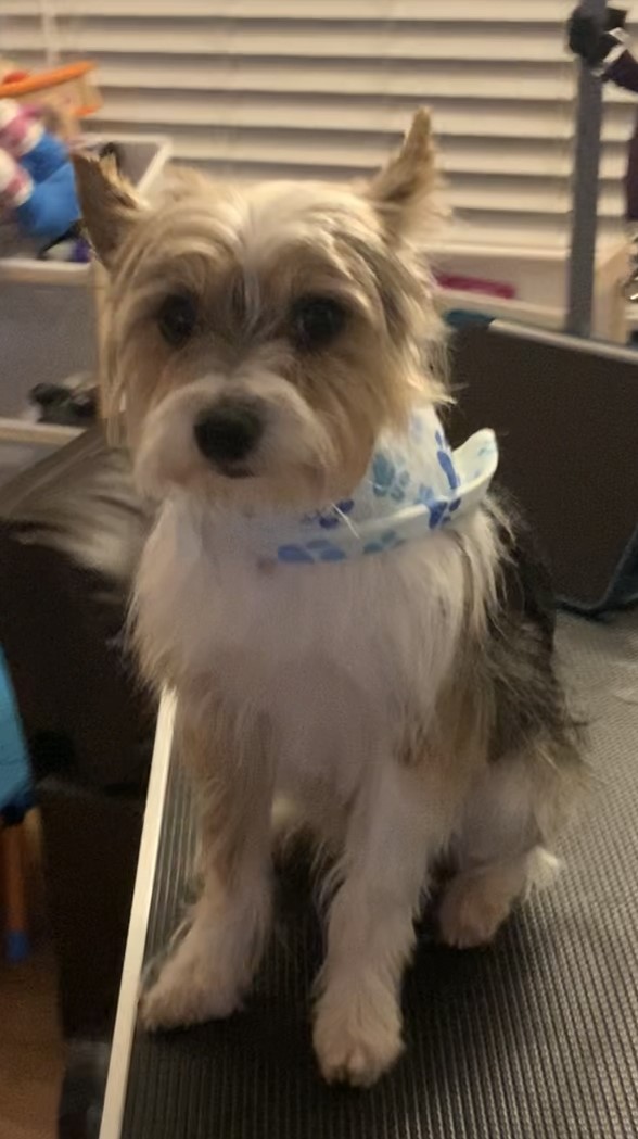 Mixed Breed Grooming