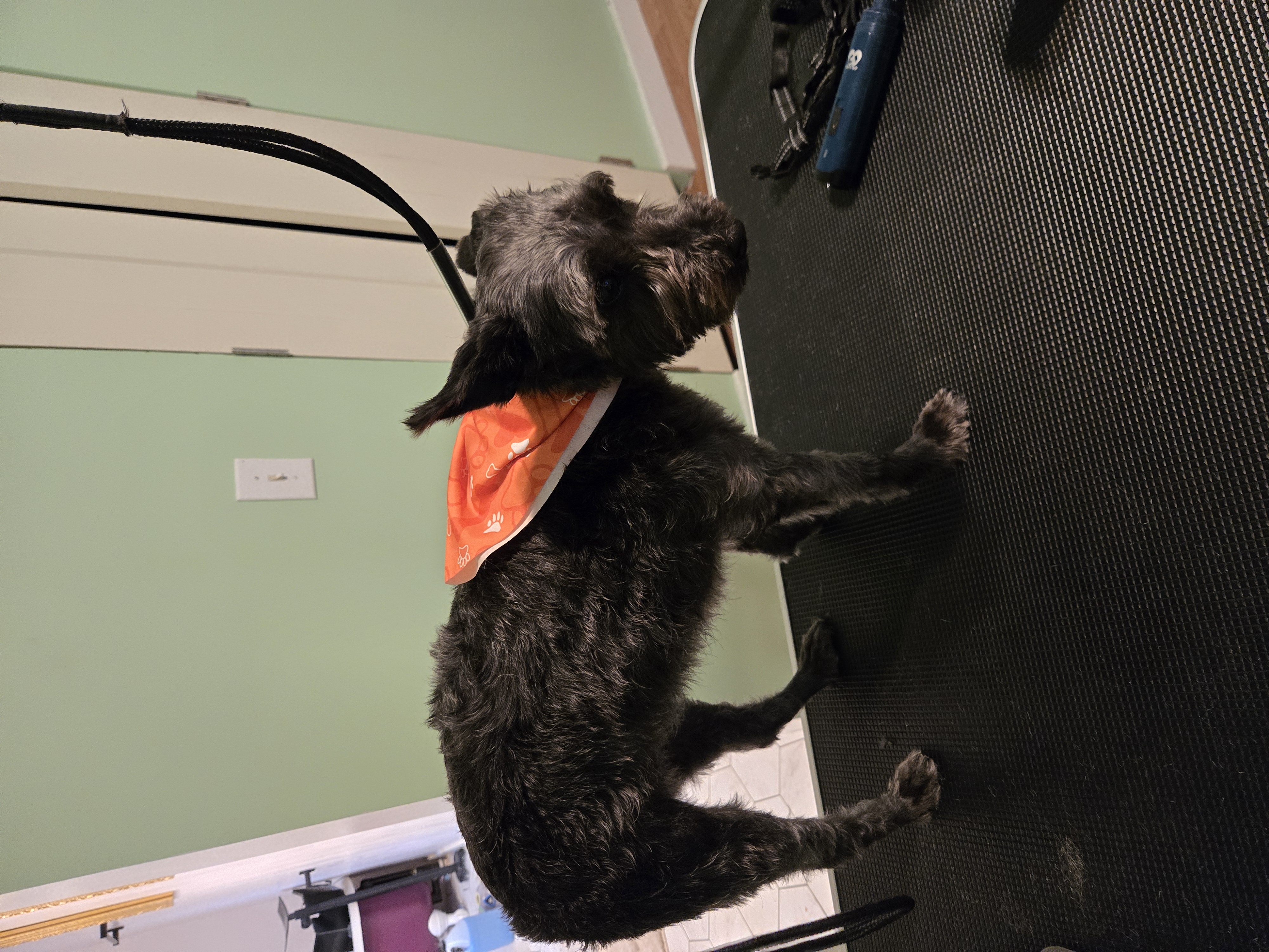 Schnauzer Mix Grooming