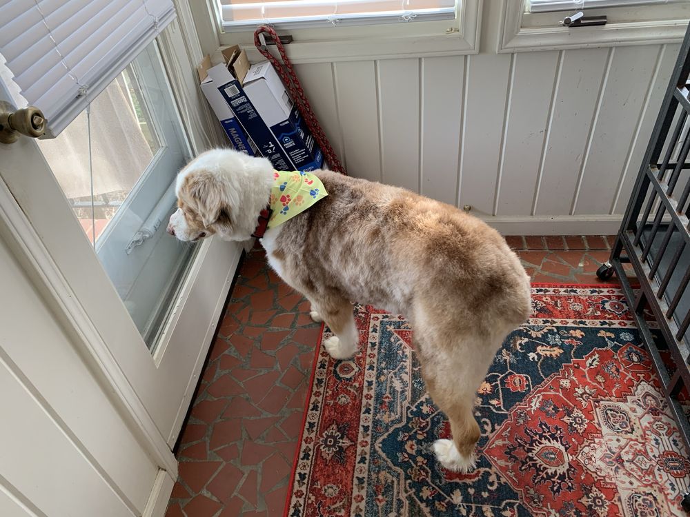 Aussie after Grooming